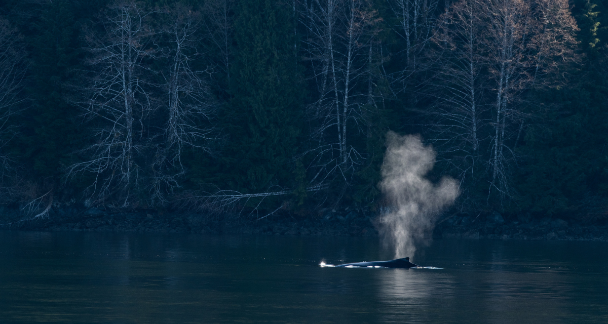 Underwater, a clown fish pops its head out of a sea anemone.