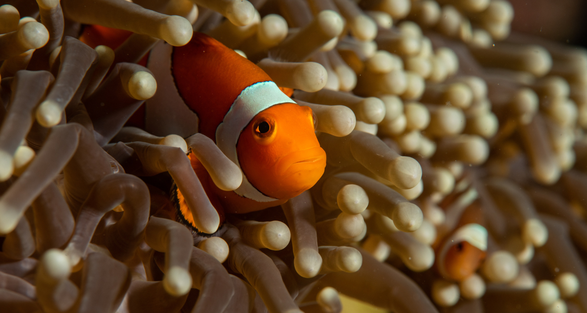 Underwater, a clown fish pops its head out of a sea anemone.