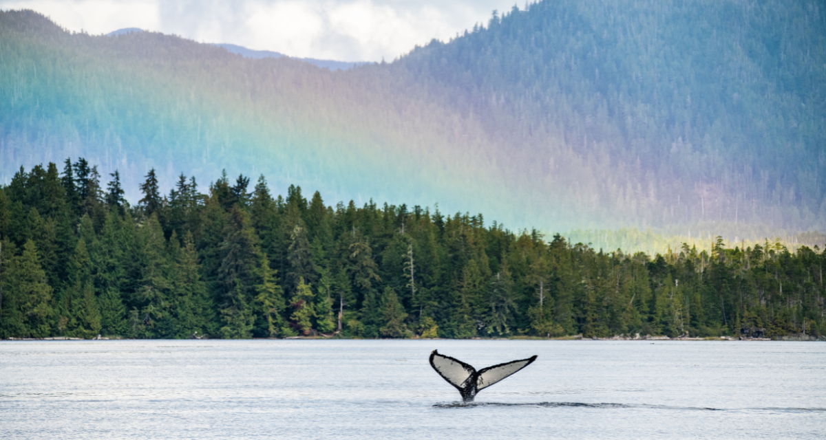 A photo of a lake in Bella Bella, British Columbia. In the background, a forest borders the lake. In the distance, a mountain is blending into the sky as a rainbow covers part of its trees. In the middle of the image, in the lake, the tail of a whale emerges from the water.