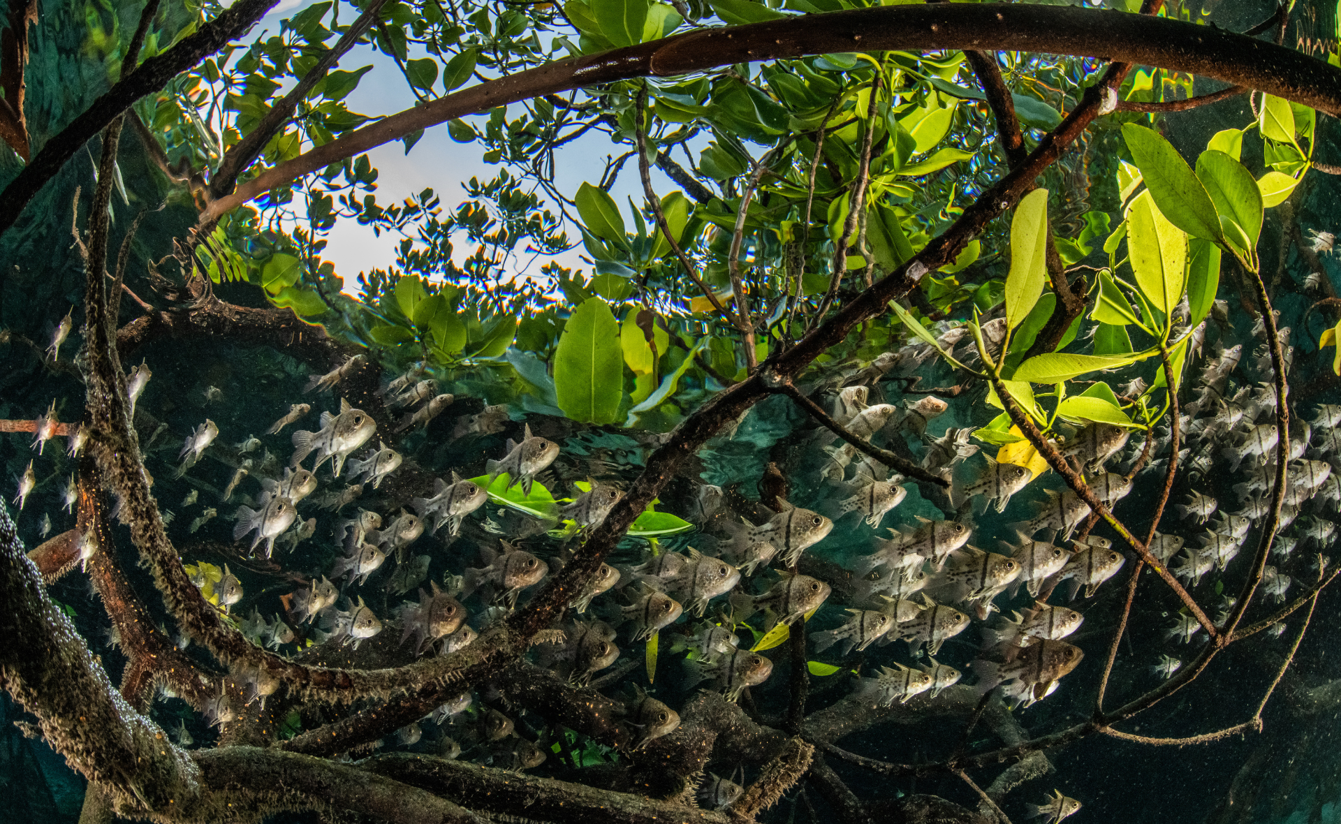 A group of small fish swim among winding mangrove trees with bright green leaves