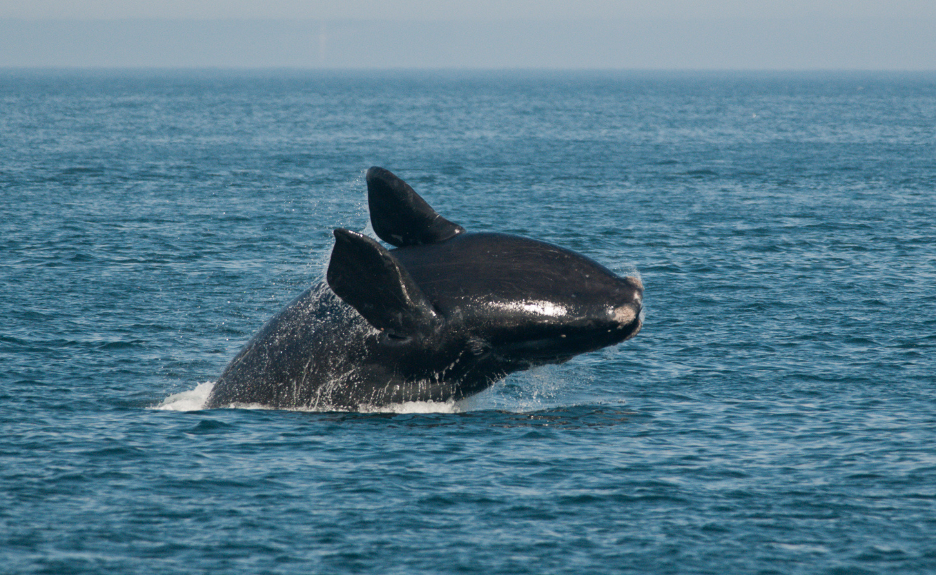 Une baleine émerge sa tête d’une grande étendue d’eau alors qu’elle s’apprête à sauter.