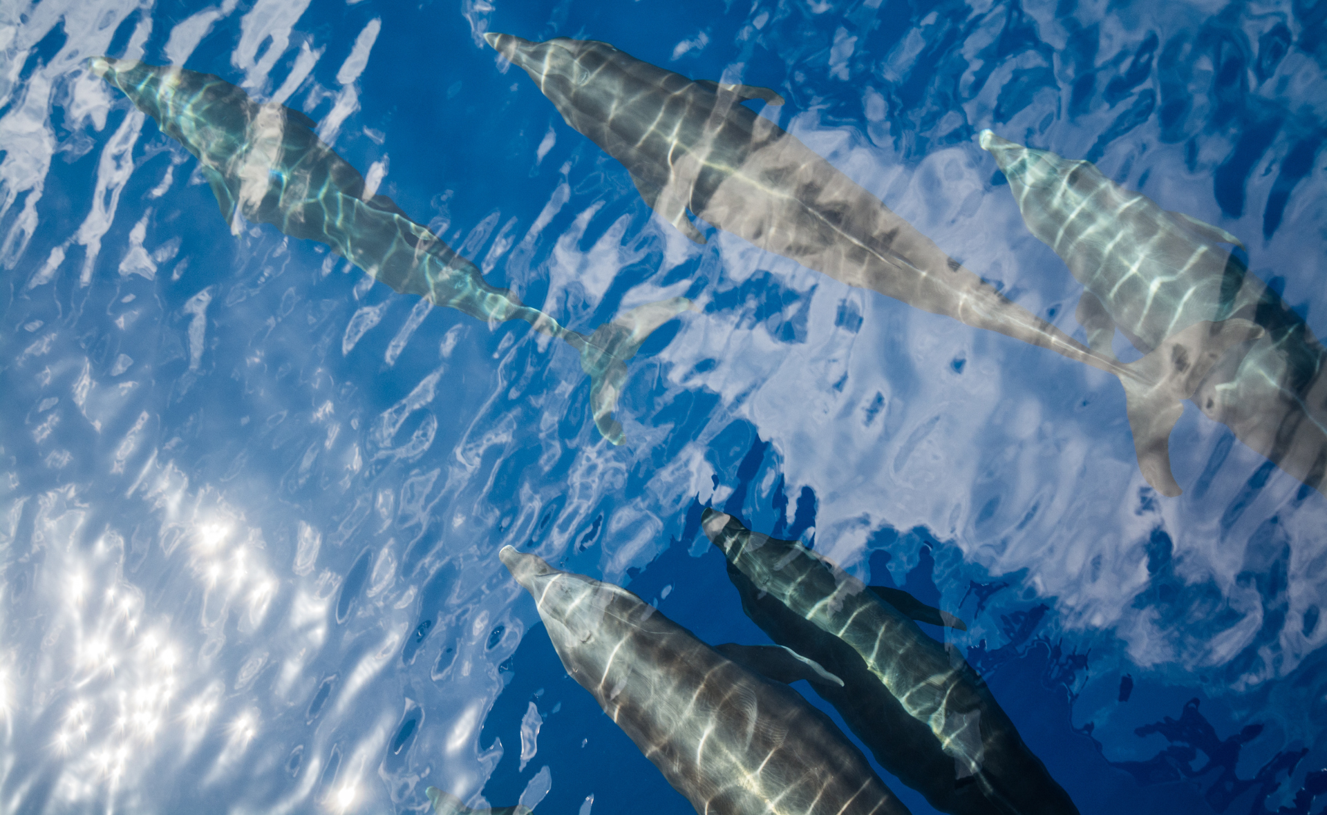 Vue de haut de cinq dauphins nageant dans l'océan.