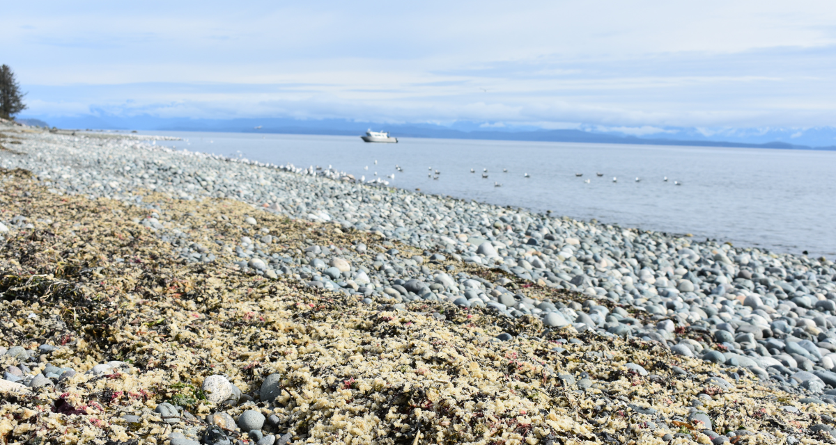 Image d’une plage sur laquelle se trouve une frayère de harengs. Au loin, des oiseaux flottent sur l’eau et un bateau vogue.