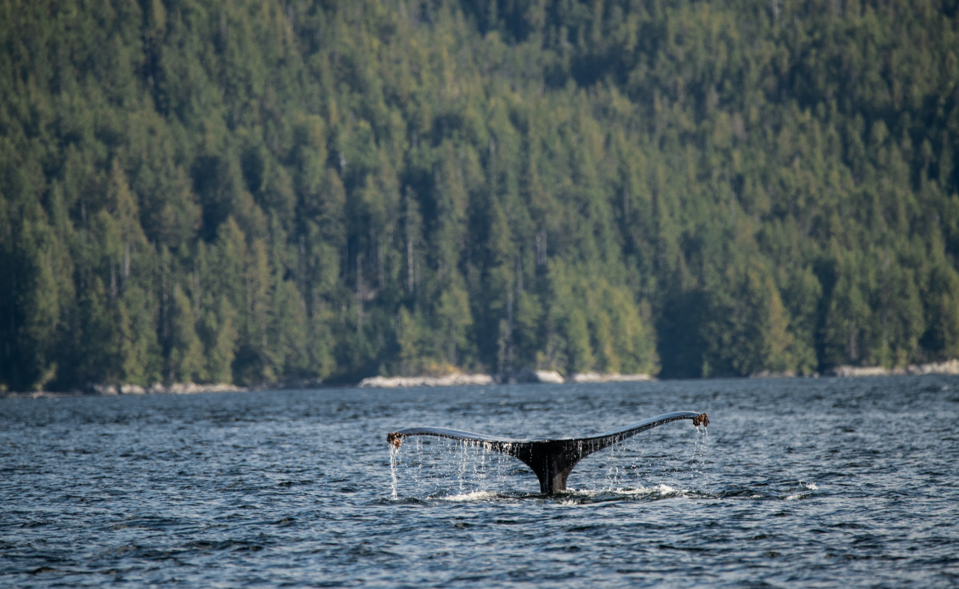 A whale tail emerges from a body of water. In the background is a large coniferous forest on a mountainside.