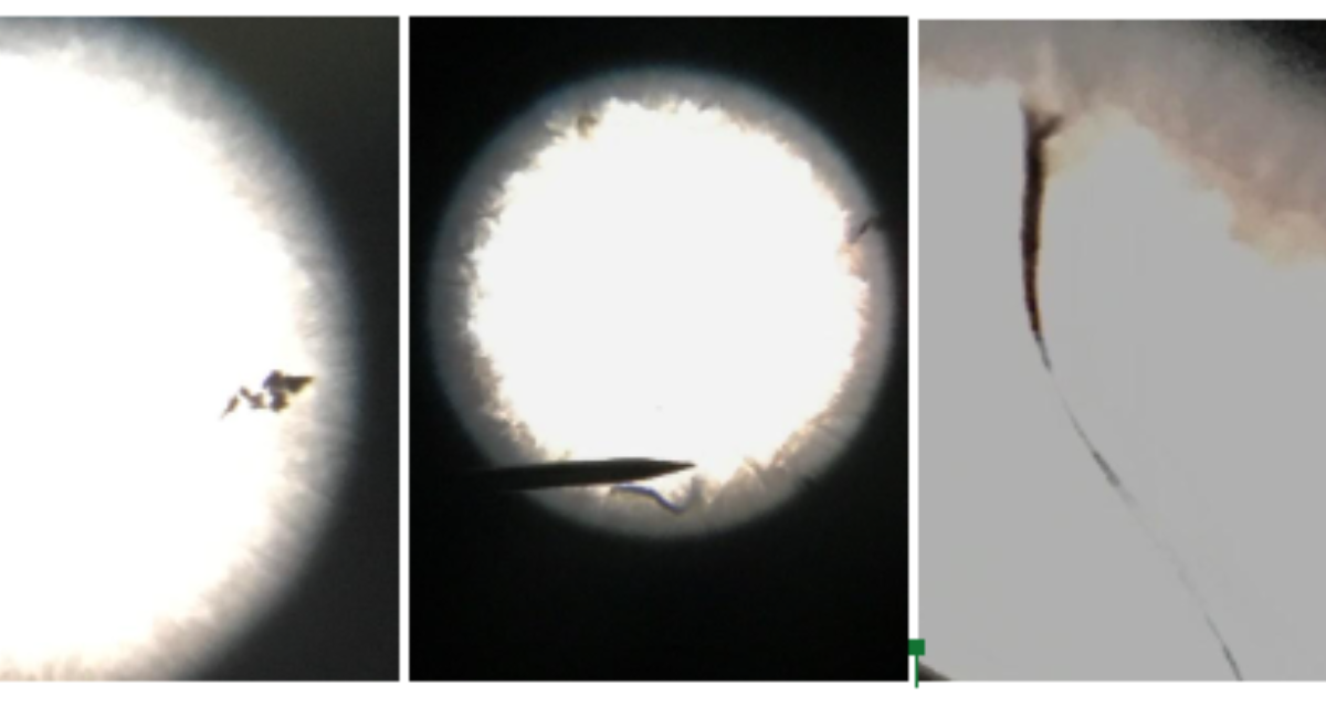 Trois images de sel contenant des microfibres de plastique vues sous un micoscope.