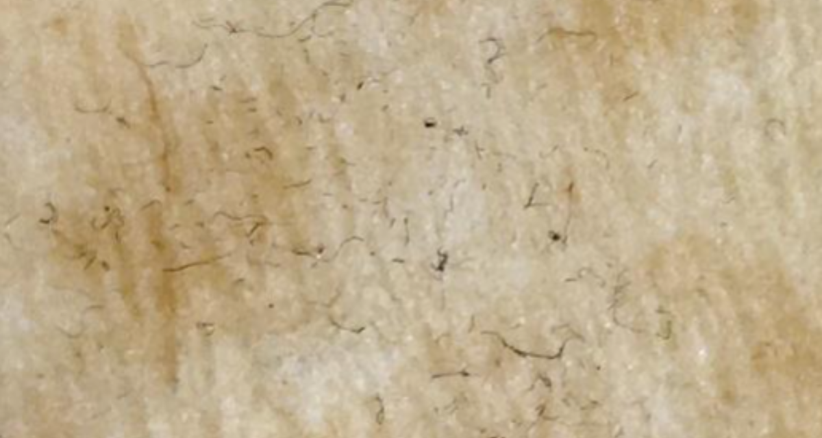 Papier filtre séché recouvert de minuscules fils de microplastique, vu au microscope.