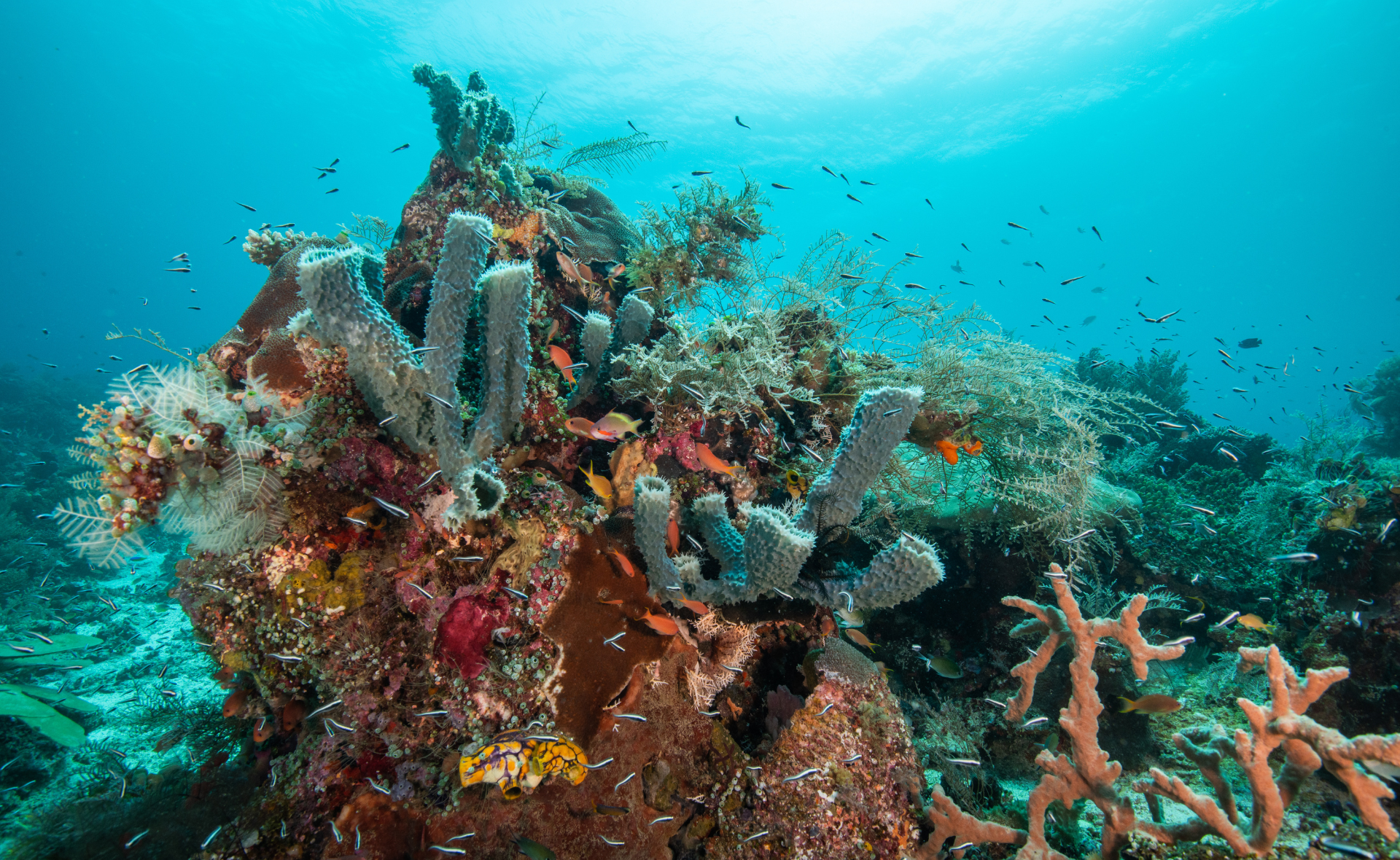 Un récif corallien multicolore entouré d'une eau turquoise à Raja Ampat, en Indonésie.