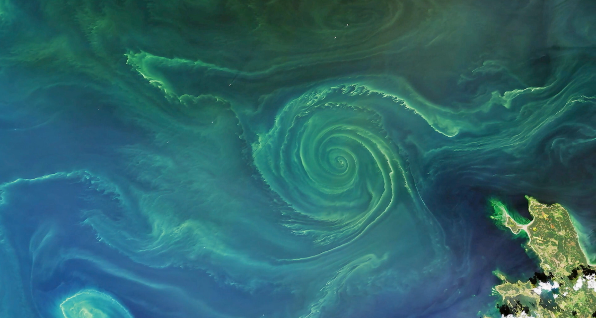 An aerial view of the ocean shows green algae swirling on the surface of the water.