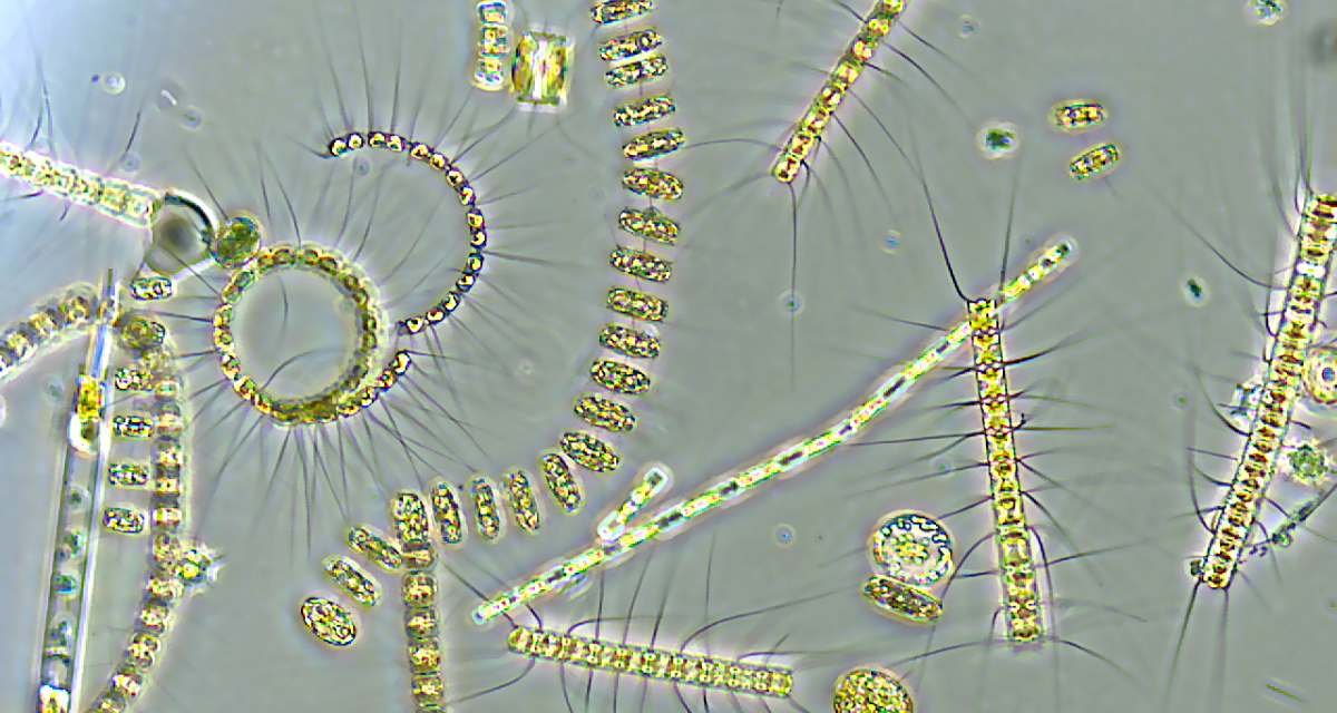 Phytoplankton are hugely varied.