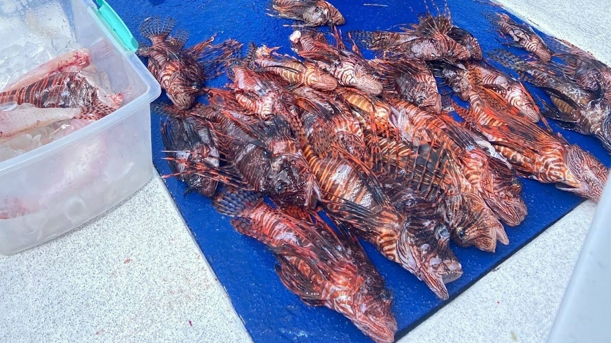 A man filleting invasive lionfish on the back of a dive boat in Roatan, Honduras. There are dozens of dead lionfish in a pile with their orange, white, and black stripes visible on their bodies, fins, and spines. The man is placing the filleted lionfish in an ice bucket.