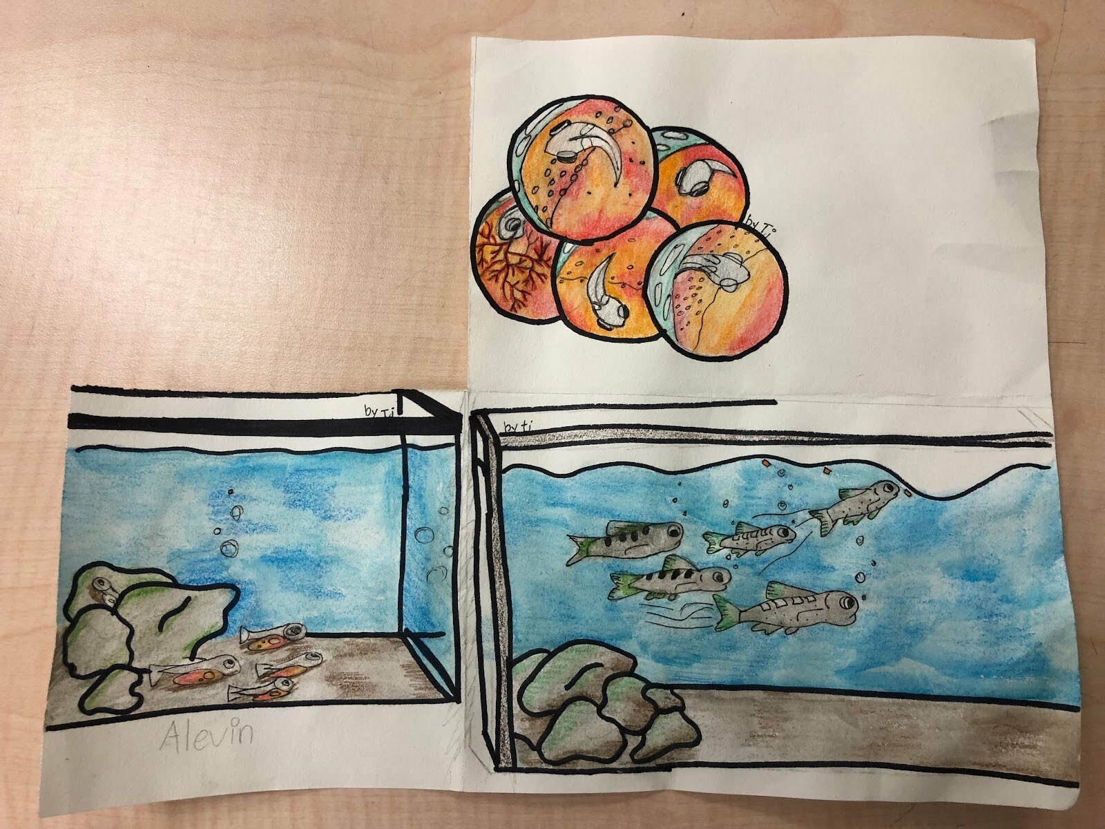 Student artwork depicting salmon in three stages of their lifecycle. The first drawing is of salmon eggs, the second of alevin, and the third of adult salmon.