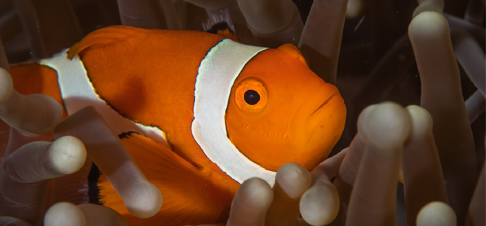 An orange clownfish hiding in an anemone.