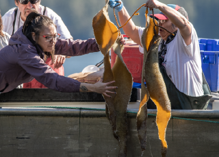 Collaboration rubric