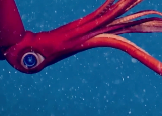 La cartographie du fond marin