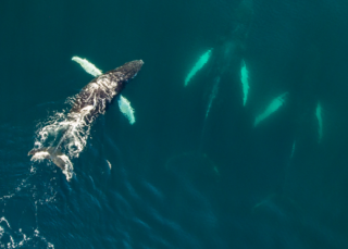 Evolving ecosystems