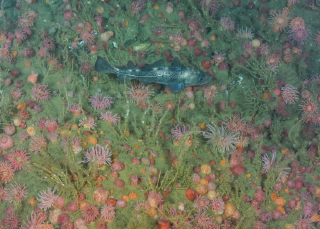 The garden of the Gulf