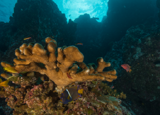 Secrets of the seamounts