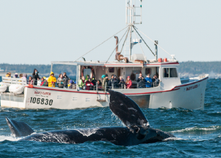 Whale hello there!