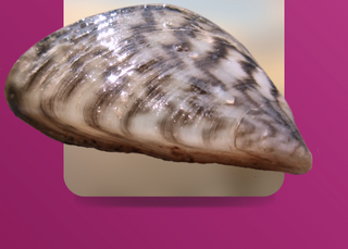 Current news: St. Lawrence River