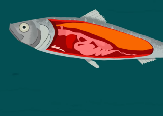 Les poissons ont des gaz?