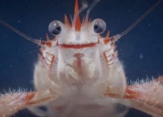 A deep sea Endeavour