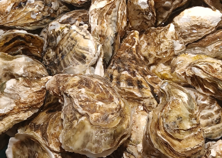 Sauver les huîtres de We'koqma'q