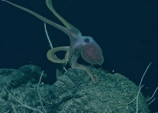Marine protection in Canada