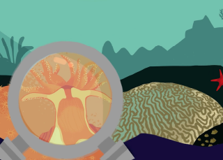 Symbiose dans la mer