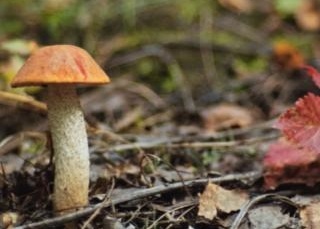 Take action for Netukulimk