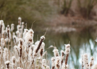 Passe à l’action pour le Netukulimk