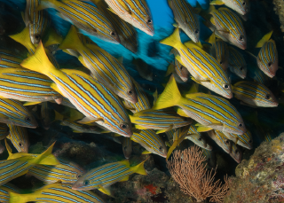 A love letter to the ocean