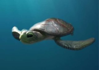 A Sea Turtle Story