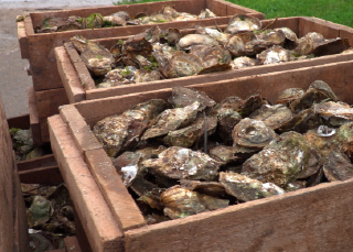 All around the oyster farm