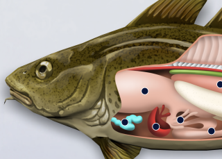 Anatomie d'une morue