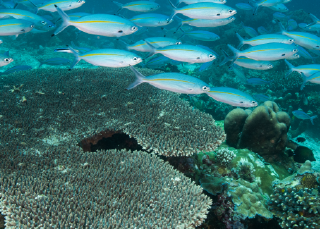 Community conservation
