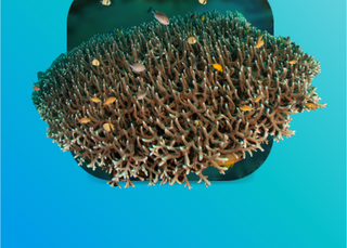 Coral morals