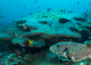 Current news: Biodiversity