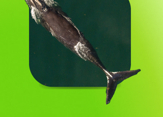 Current news: Right whales