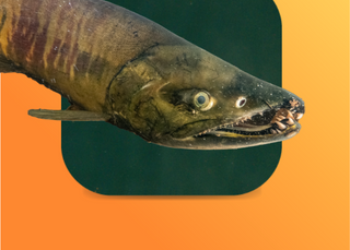 Current news: Salmon