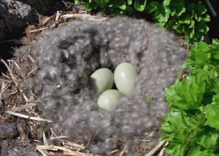 Egg-sploring Islands