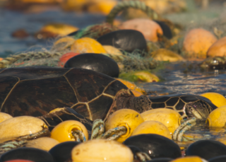 Engins de pêche fantômes