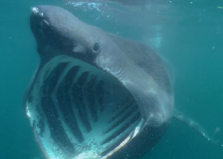 Buffet pour baleines