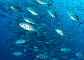 Les gardiens de l'île Cocos