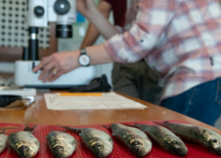 Herring census