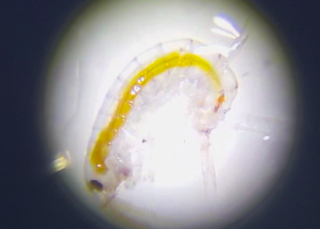 Invaders of the St. Lawrence