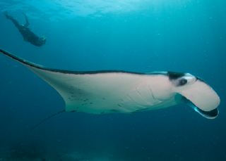 Monitoring manta rays