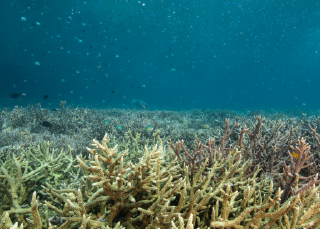 Recovering reefs