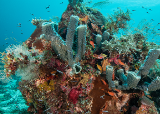 Reefs are awesome