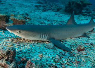 La vie secrète des requins