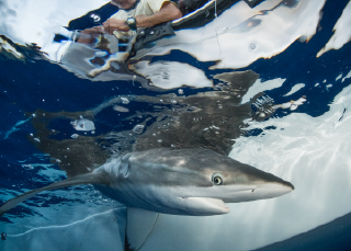 Marquage des requins à 360°